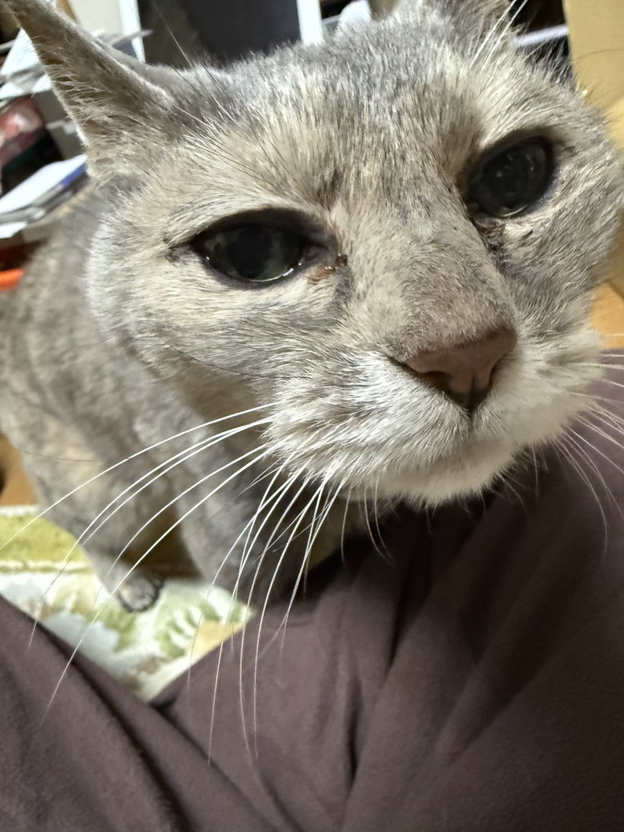 ちょこ tweet media