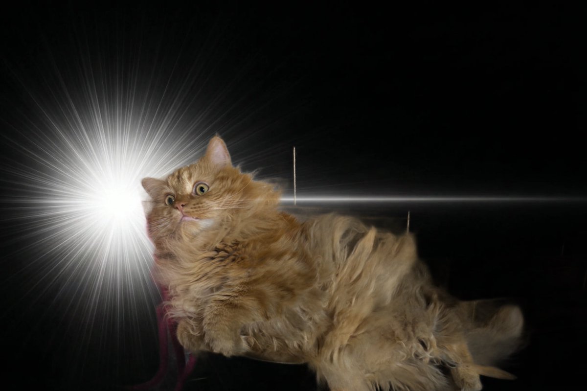 maaaooooji's tweet photo. キュピーン
 #InspirationCat https://t.co/Hx66vn8cFm