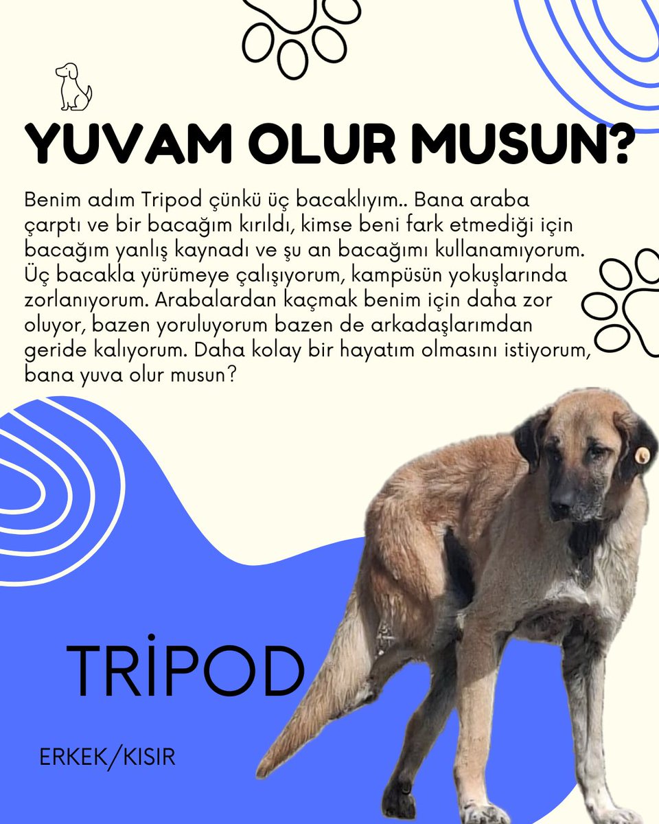 KOÜ Doğa ve Hayvan Dostları Kulübü 🐾 tweet media