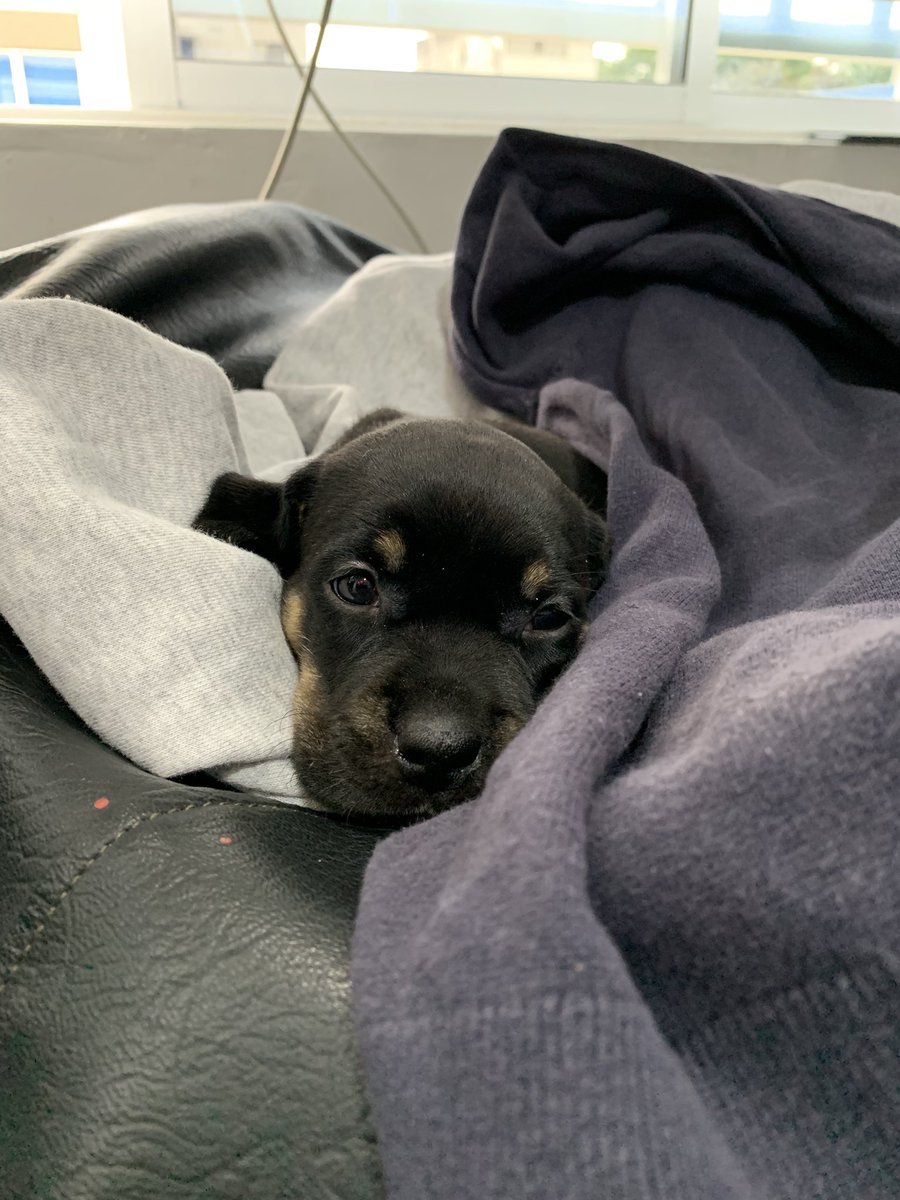 DaniPco's tweet photo. Hoy nos trajeron esta visita a la oficina. 🥰🥹 https://t.co/deIM3Qjb1r