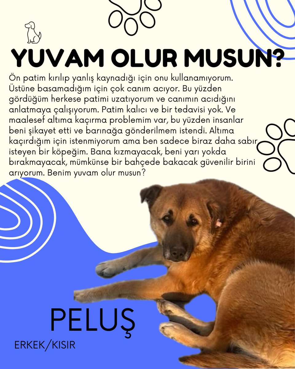 KOÜ Doğa ve Hayvan Dostları Kulübü 🐾 tweet media