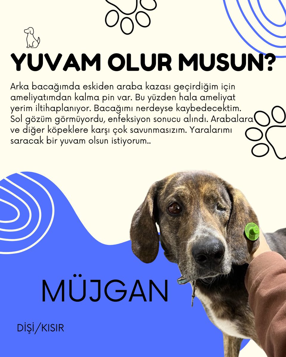 KOÜ Doğa ve Hayvan Dostları Kulübü 🐾 tweet media
