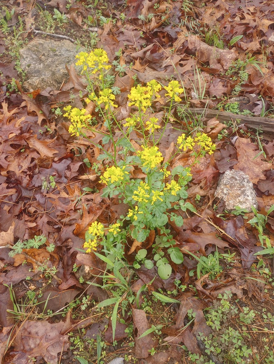 Farm Boy tweet media