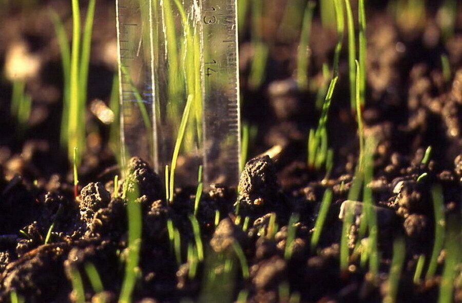 DLFUSA's tweet photo. Seed isn’t germinating? Moisture is often the missing piece. Exposed seed dries out quickly—good seed-to-soil contact makes all the difference during spring establishment.
👉 For more spring insights from DLF: https://t.co/4BQbRJugqw
#SpringSeeding #ForageSuccess #Pasture https://t.co/OanIyA84un