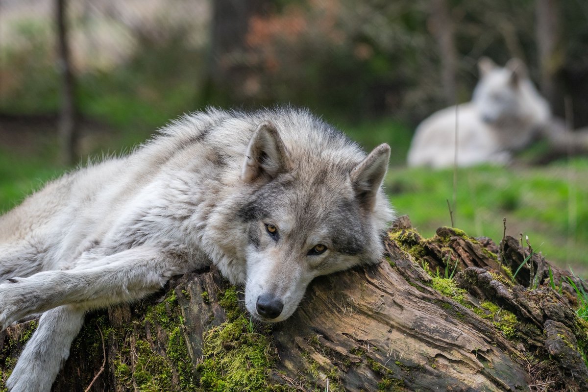 Wolf Haven International tweet media