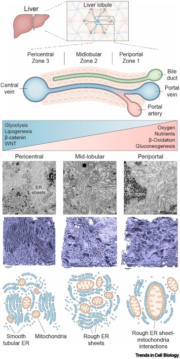Trends Cell Biology tweet media
