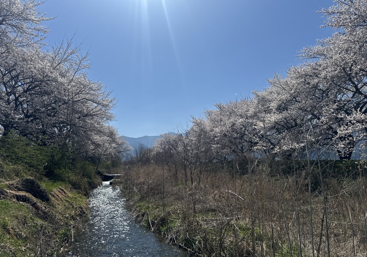 竜胆の花 tweet media