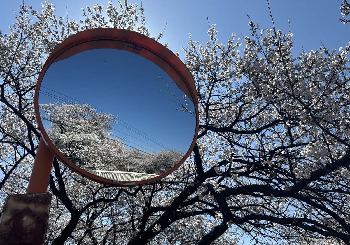 竜胆の花 tweet media