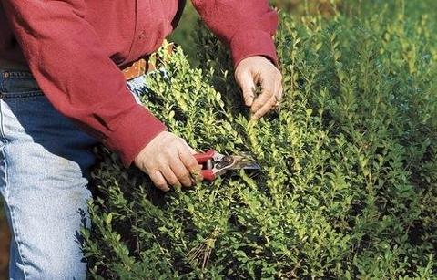 Beautiful bushes add a lot to your garden—and your home’s value. Follow our tips for shrub pruning to ensure great-looking, long-lasting results. tinybfs.com/t/fkK75k