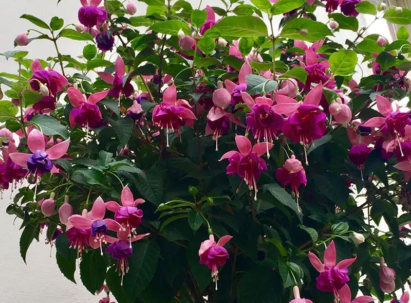 BloomingSecrets tweet media