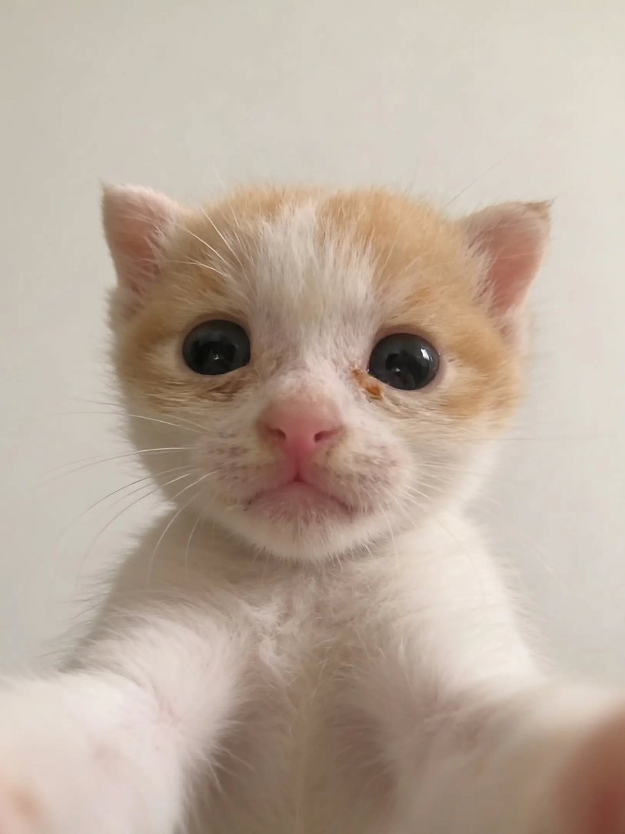 daily cats ♡ tweet media