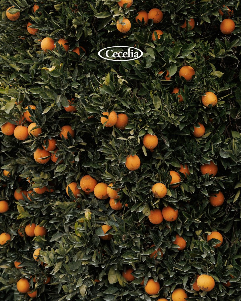 CeceliaPacking's tweet photo. Ready for picking! How many oranges do you see? 👀🍊

#CeceliaPacking #CitrusSeason #Oranges https://t.co/5AqAhT8w6t