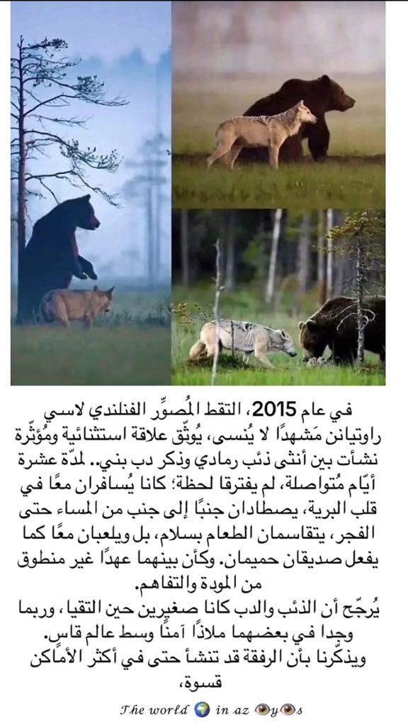 الأديب السعودي عز tweet media