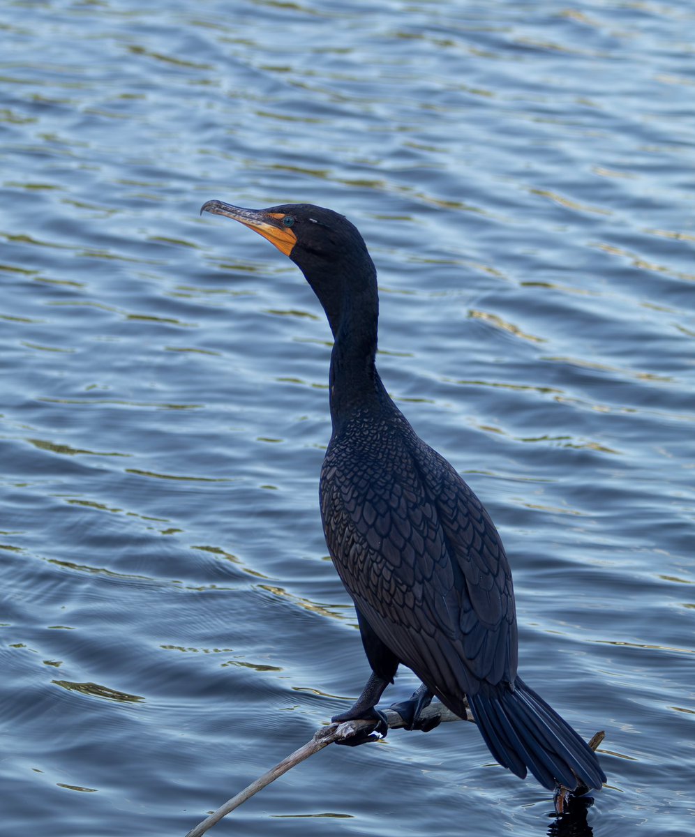 tarynscaptures's tweet photo. Double crested cormorant | April 2026 / 📸 - Canon EOS 4000D with a 70-300mm lens https://t.co/eTOlmjHJU3