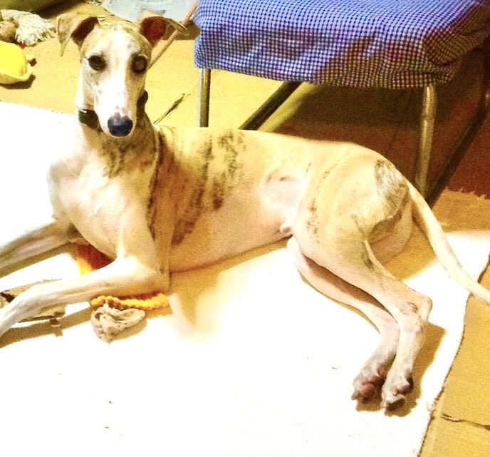 名前は、まだ無い。🌏 tweet media