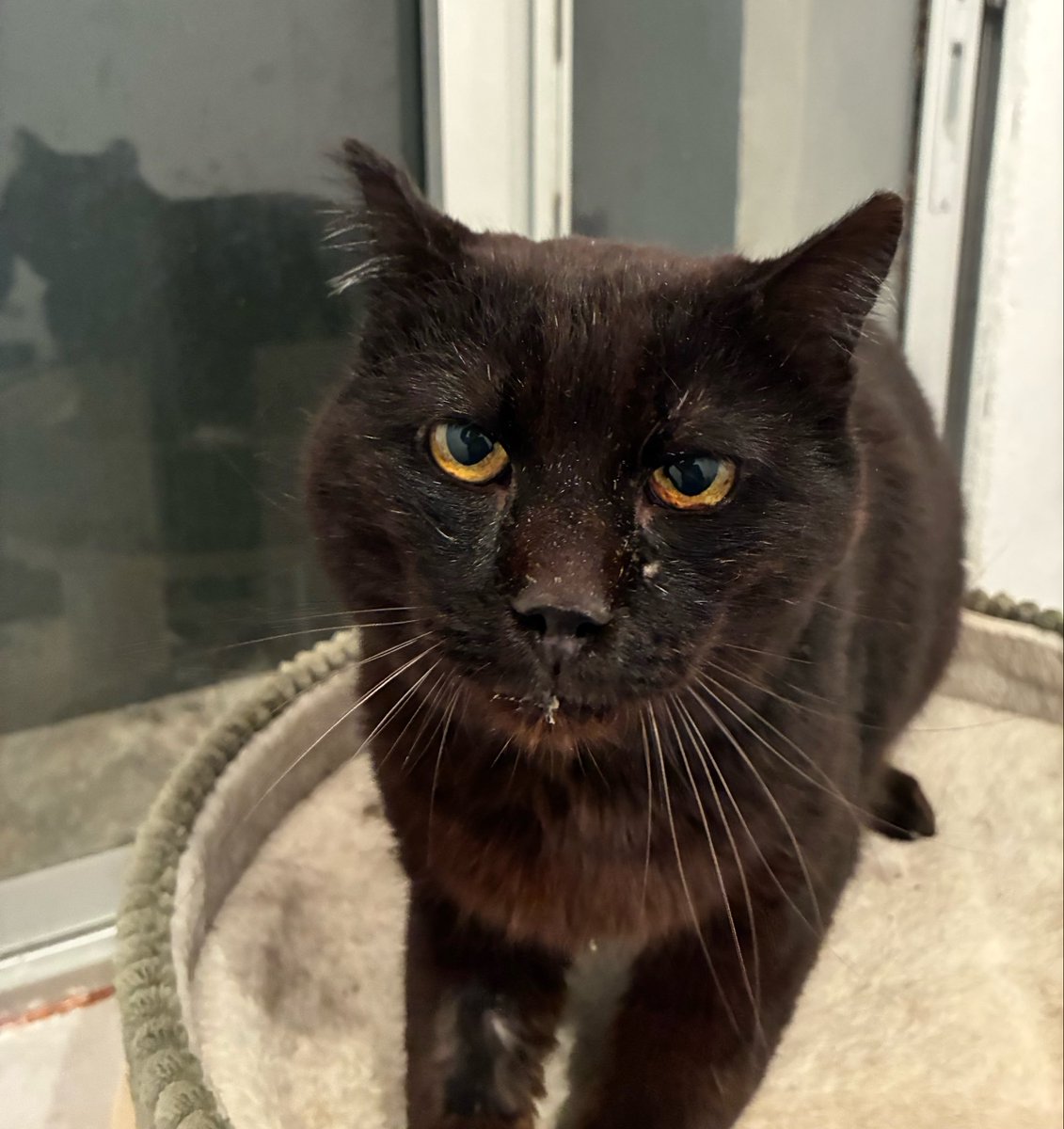 afelinaroman's tweet photo. Necesitamos sobrecitos de paté para nuestro súper Moctezuma, gatín rescatado con 9 años, positivo a leucemia y calicivirus. Tienen que comer comida de calidad y solo le gustan los de esta marca. ¿Nos ayudáis con un RT para llegar a mucha gente? 😇 https://t.co/xylFzcm1fs https://t.co/szYbM1Qcsx