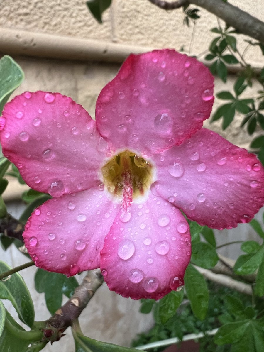 أ.د. أحمد علي أبوعمرو الغامدي (حساب شخصي) tweet media