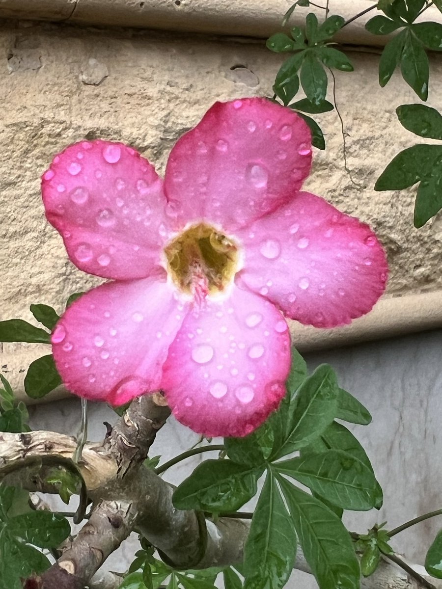 أ.د. أحمد علي أبوعمرو الغامدي (حساب شخصي) tweet media