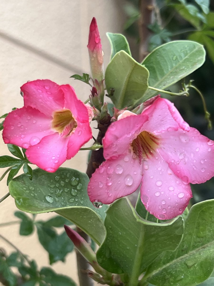 أ.د. أحمد علي أبوعمرو الغامدي (حساب شخصي) tweet media