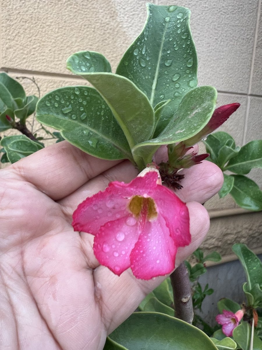 أ.د. أحمد علي أبوعمرو الغامدي (حساب شخصي) tweet media