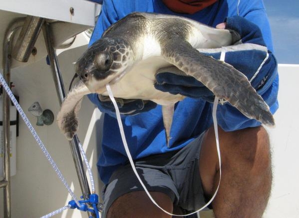 NOAA Marine Debris Program tweet media