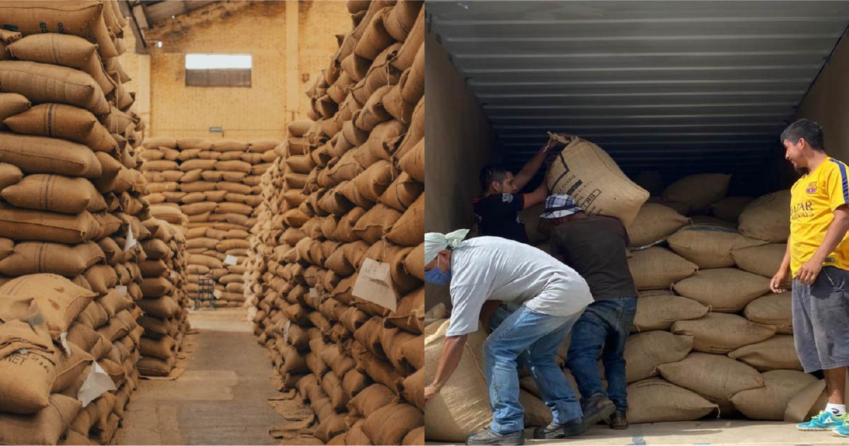lanoticiahn's tweet photo. El subsecretario de Caficultura, Francisco Ordóñez, presentó un balance positivo sobre el comportamiento del sector cafetalero durante la cosecha 2025-2026. Según las estadísticas del Instituto Hondureño del Café (IHCAFE), la actividad exportadora ha logrado cifras sólidas que mantienen el optimismo en el sector, citó.