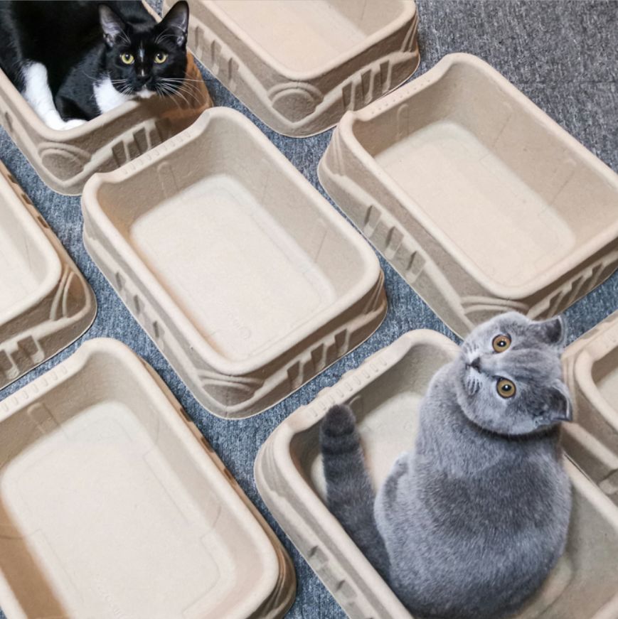 nguyen my hanh tweet media