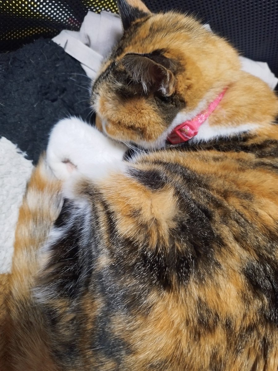 熊本レッドベアーズ：ベアたん【公式】🍓🍊 tweet media