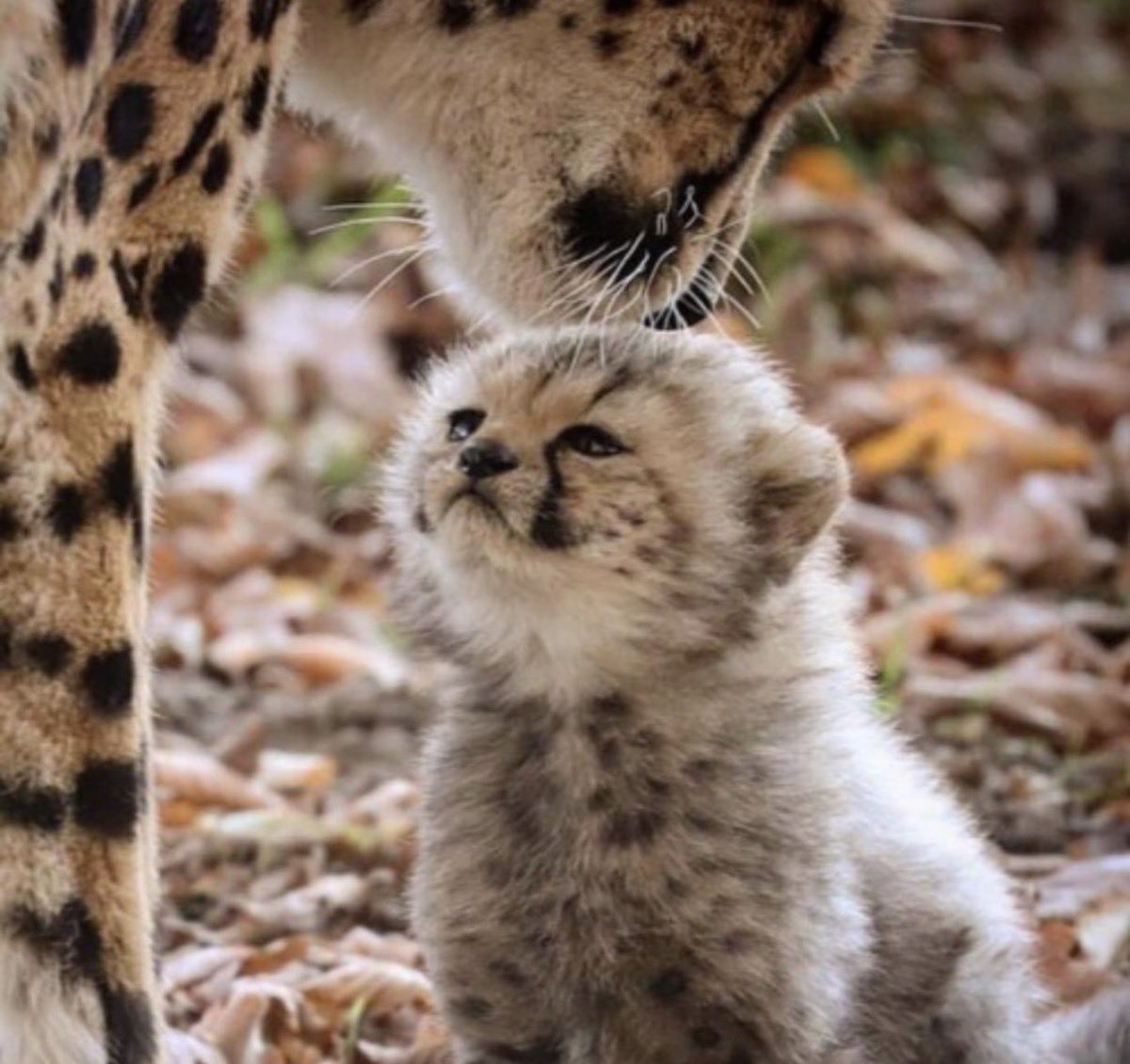 cats with powerful impression 🐾 tweet media