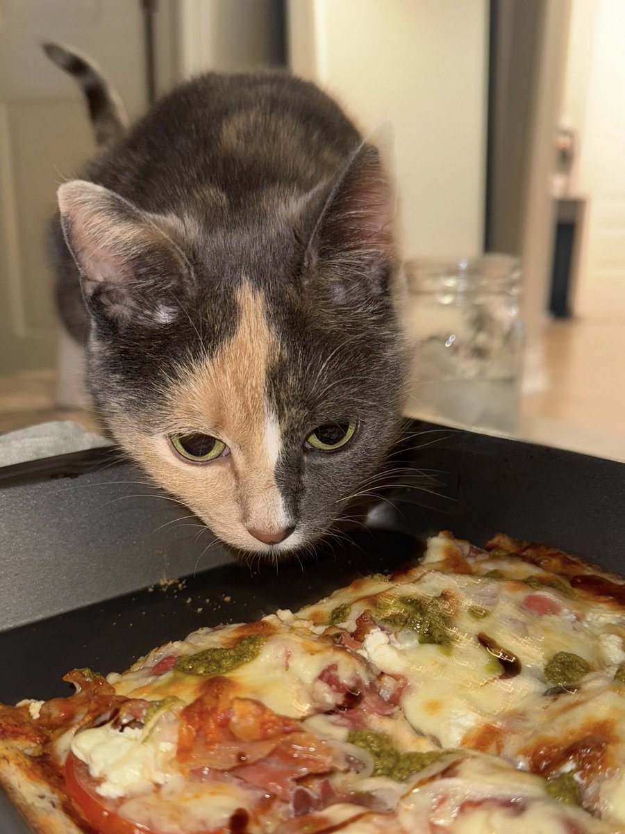 blossomthecat tweet media