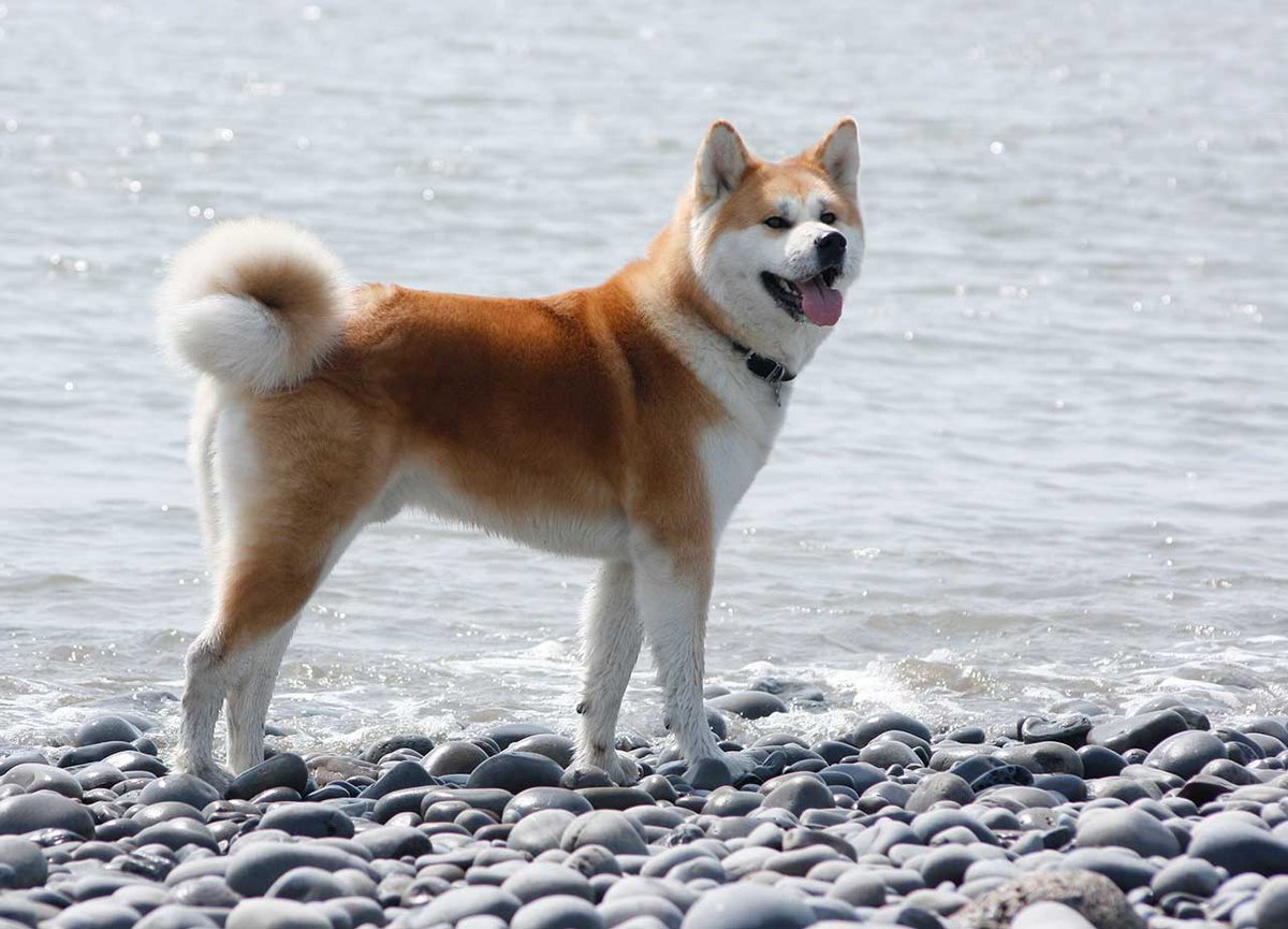 CK9Bot's tweet photo. 🐶 Our captivating canine of the hour: Akita 

🔗 Learn more: https://t.co/vgJo9SWYhQ https://t.co/hQnAhKnnhv