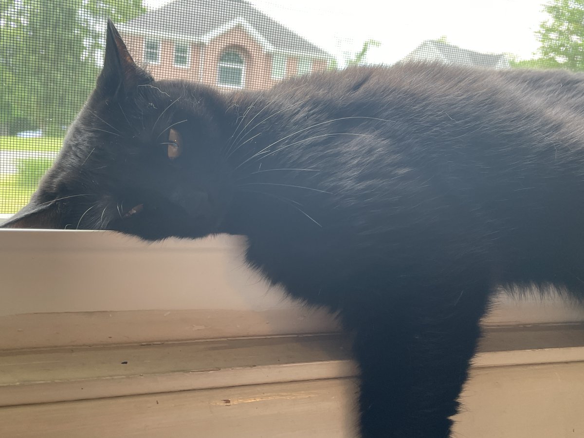 LittleJanelle's tweet photo. We are absolutely devastated by the very sudden &amp; unexpected death of our cat Robin.

We had a great eight years with her, but we wanted so many more. The last few days have been rough without her.

We love you so much. https://t.co/QdmzQl5VHc