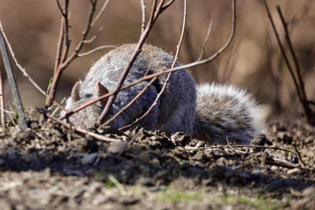 Sciuridaely 🐿 tweet media