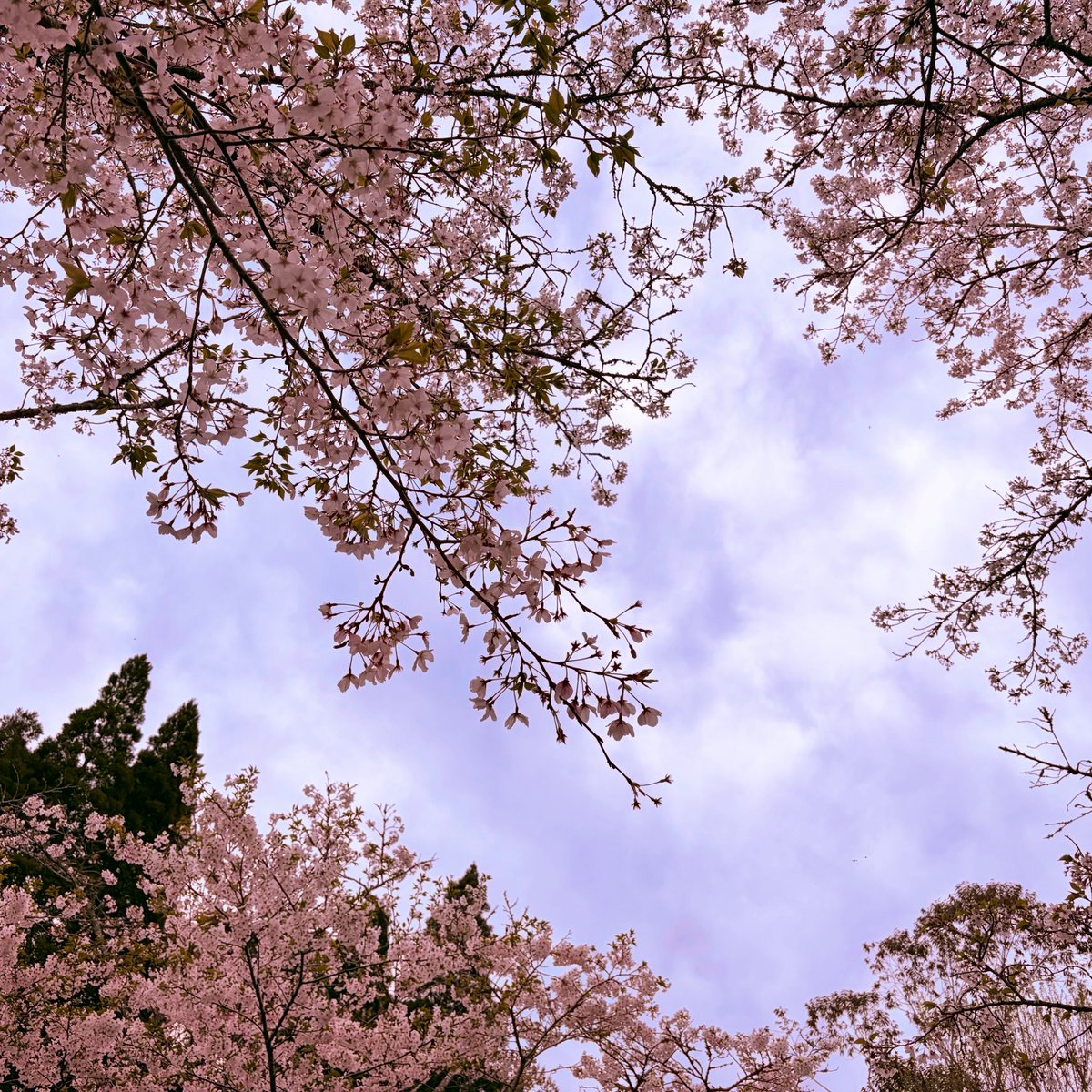 custard0314's tweet photo. お花見（先週）🌸🌸 https://t.co/Er8eN9iPSG