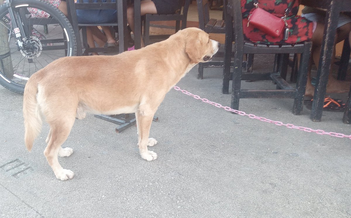 JPTheStrayDog's tweet image. I am hungry, I should beg for some tacos. 

#stray #straydogs