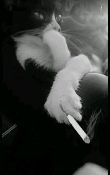 Alex Ochentero tweet media