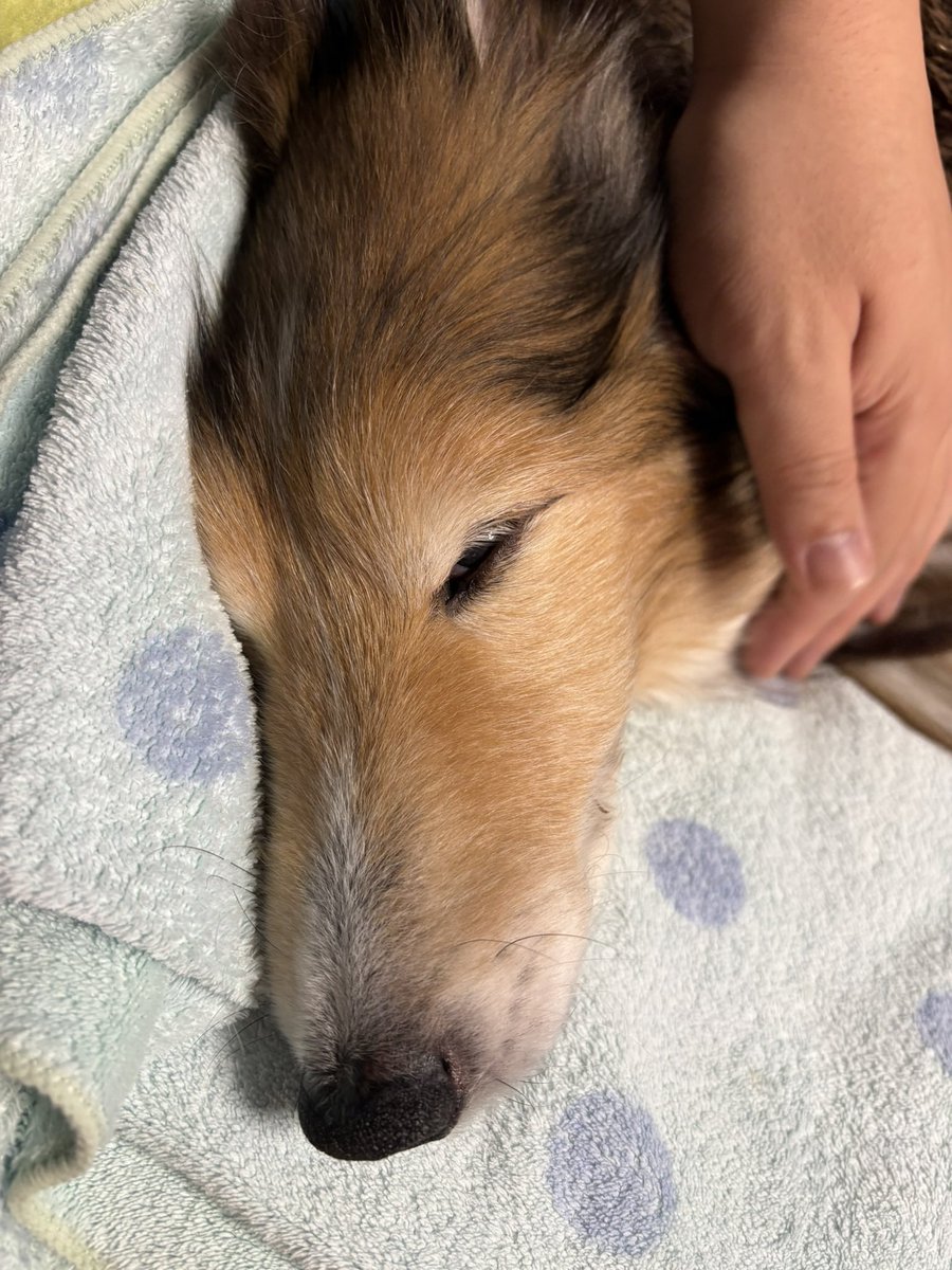 坂上シュウ Syu Sakagami 絵仕事募集中 tweet media