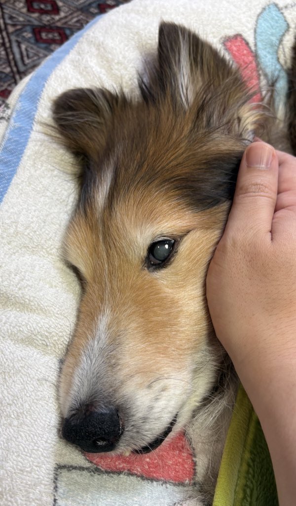 坂上シュウ Syu Sakagami 絵仕事募集中 tweet media