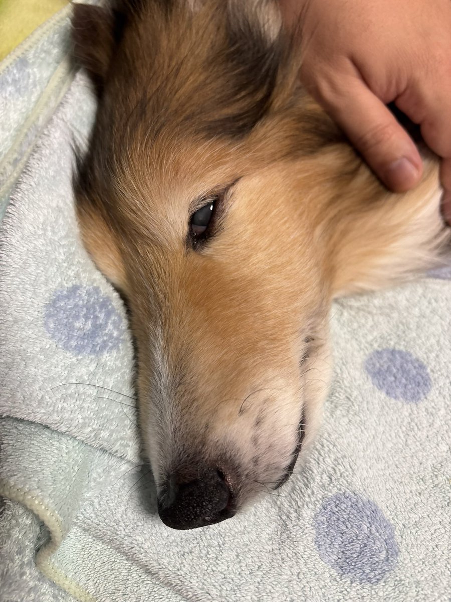 坂上シュウ Syu Sakagami 絵仕事募集中 tweet media