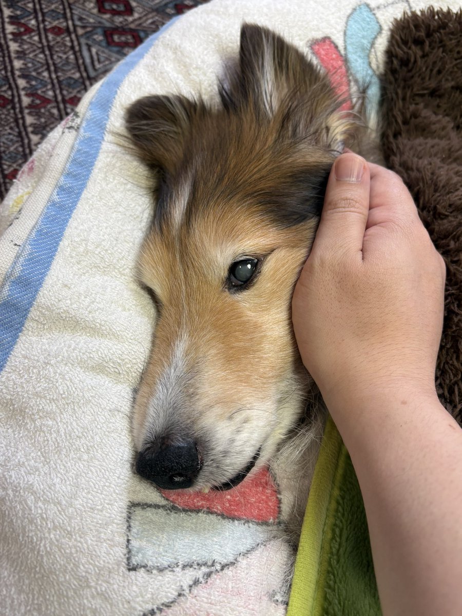 坂上シュウ Syu Sakagami 絵仕事募集中 tweet media