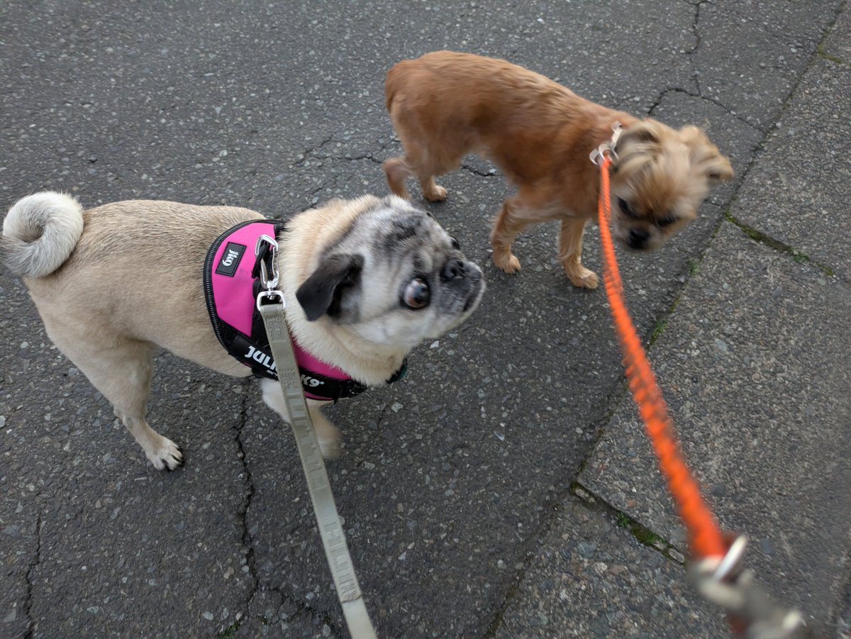朝散歩中
家人起床　結果ワンコ達もおきる
今日も良い天気な南関東