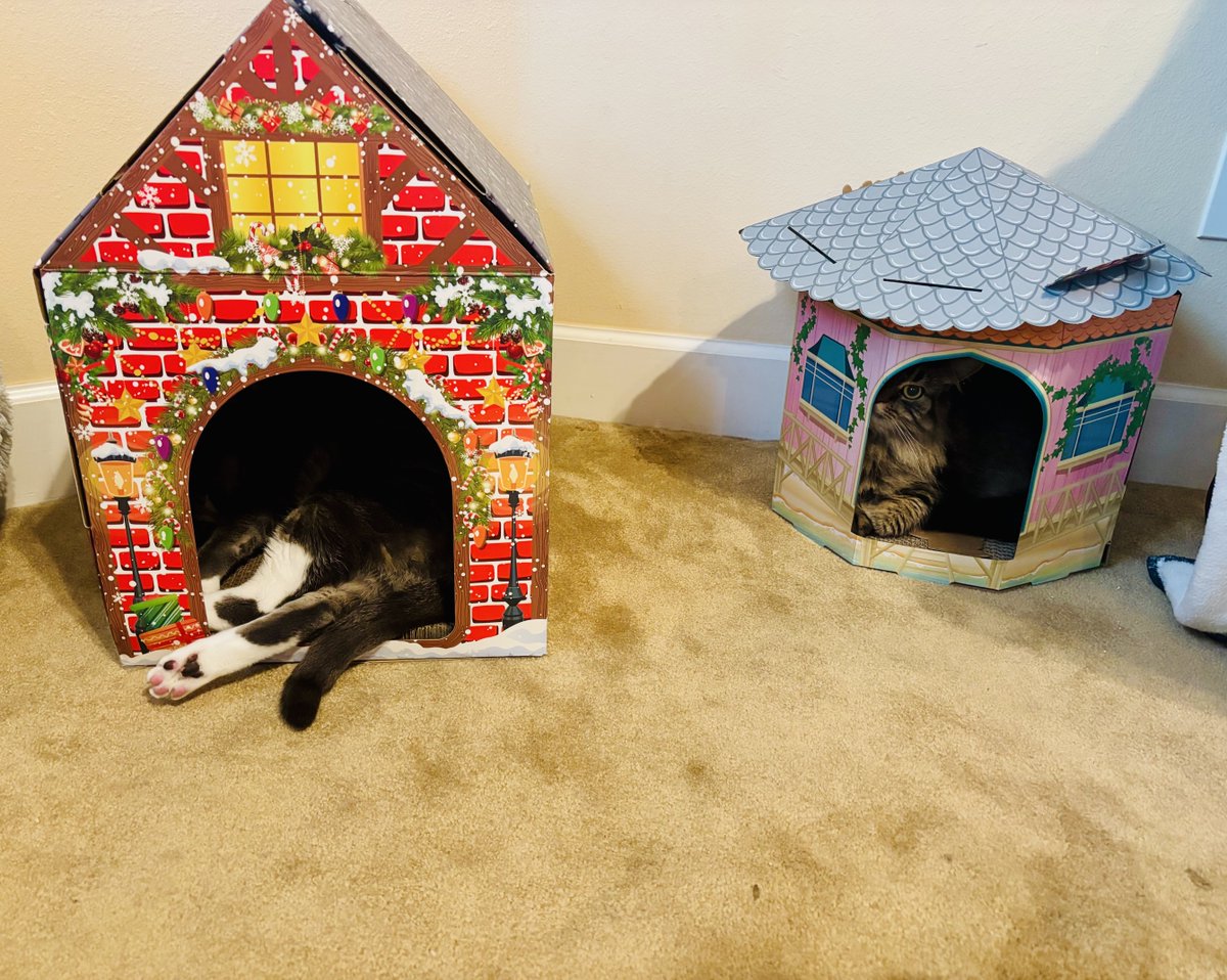 Scarlett Rose tweet media