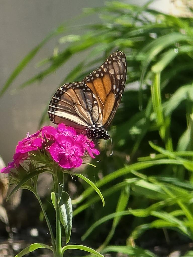 Don 🇺🇲🍀 tweet media