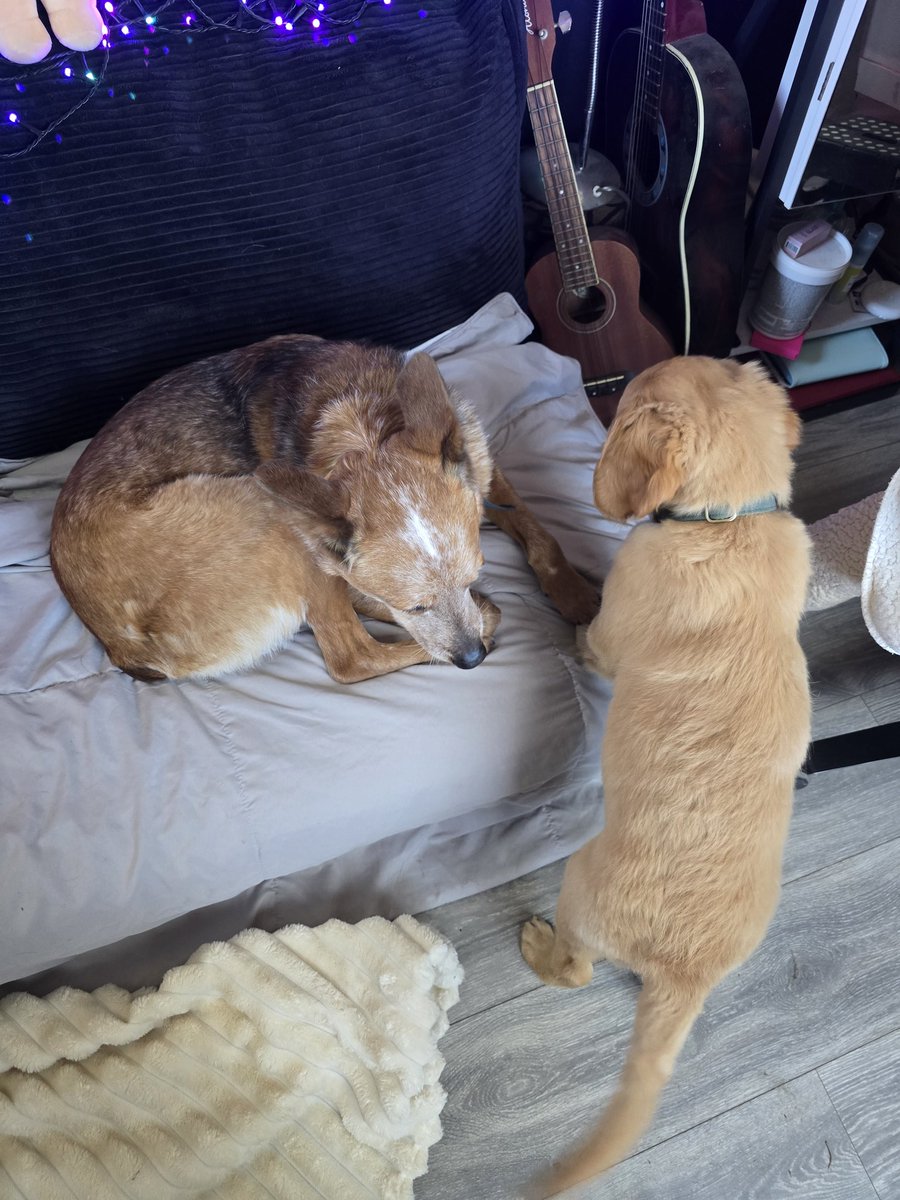 hxney 🖤 |COMMS OPEN| tweet media