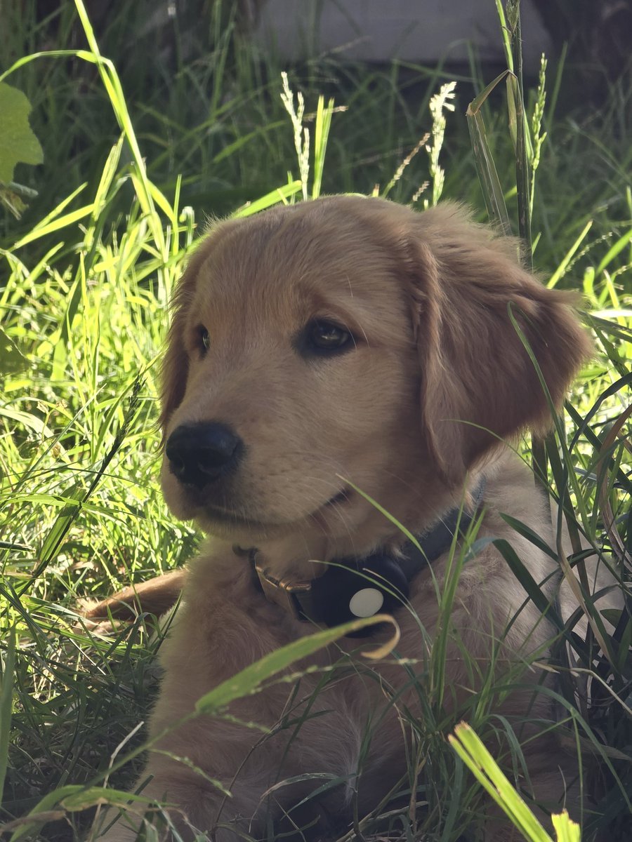 hxney 🖤 |COMMS OPEN| tweet media