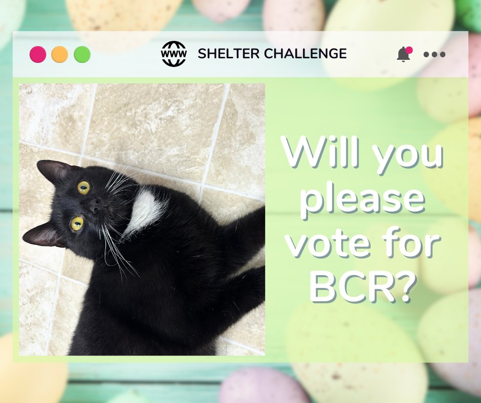 Blind Cat Rescue tweet media