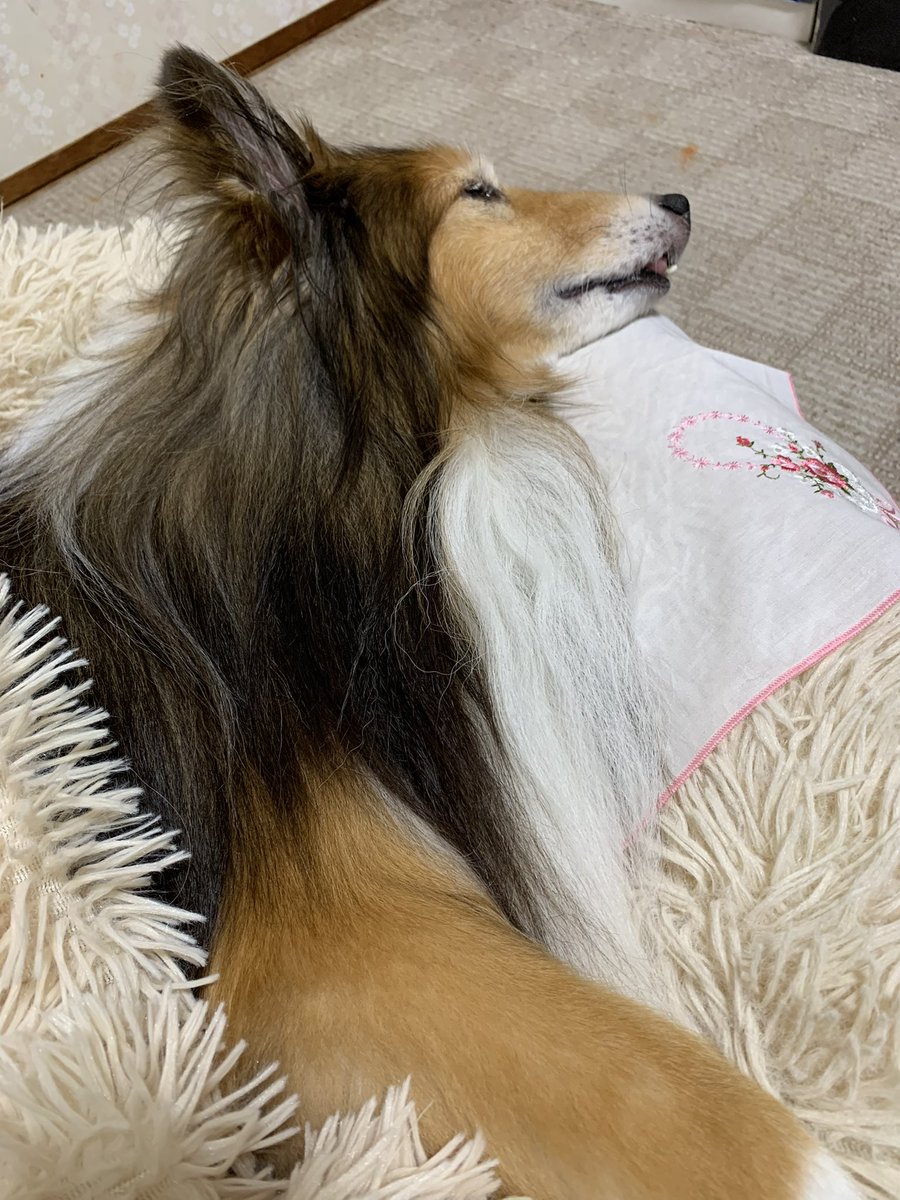 坂上シュウ Syu Sakagami 絵仕事募集中 tweet media