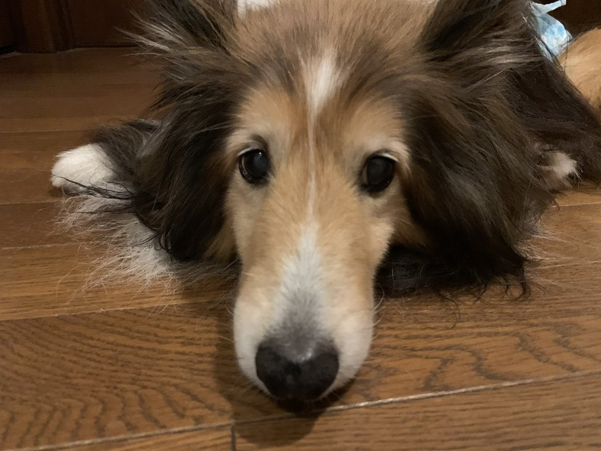 坂上シュウ Syu Sakagami 絵仕事募集中 tweet media