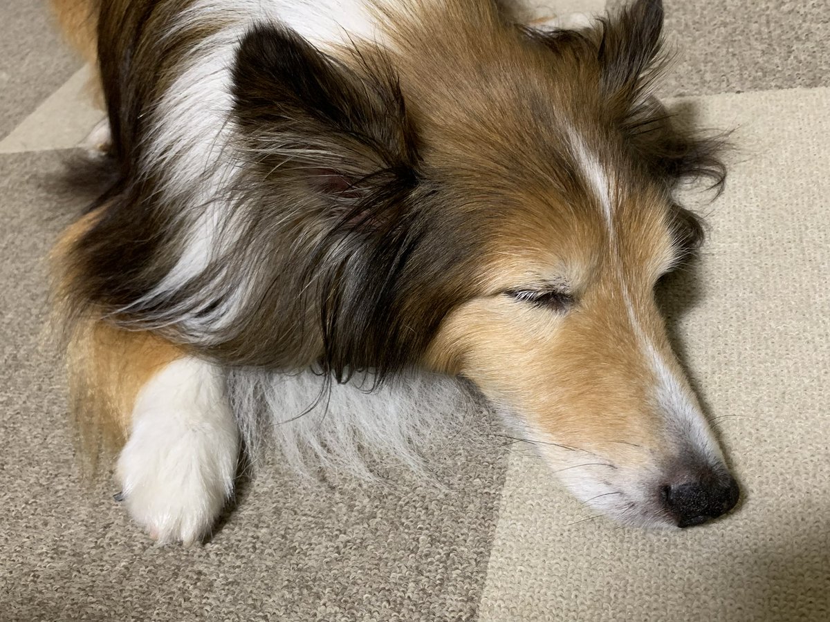 坂上シュウ Syu Sakagami 絵仕事募集中 tweet media