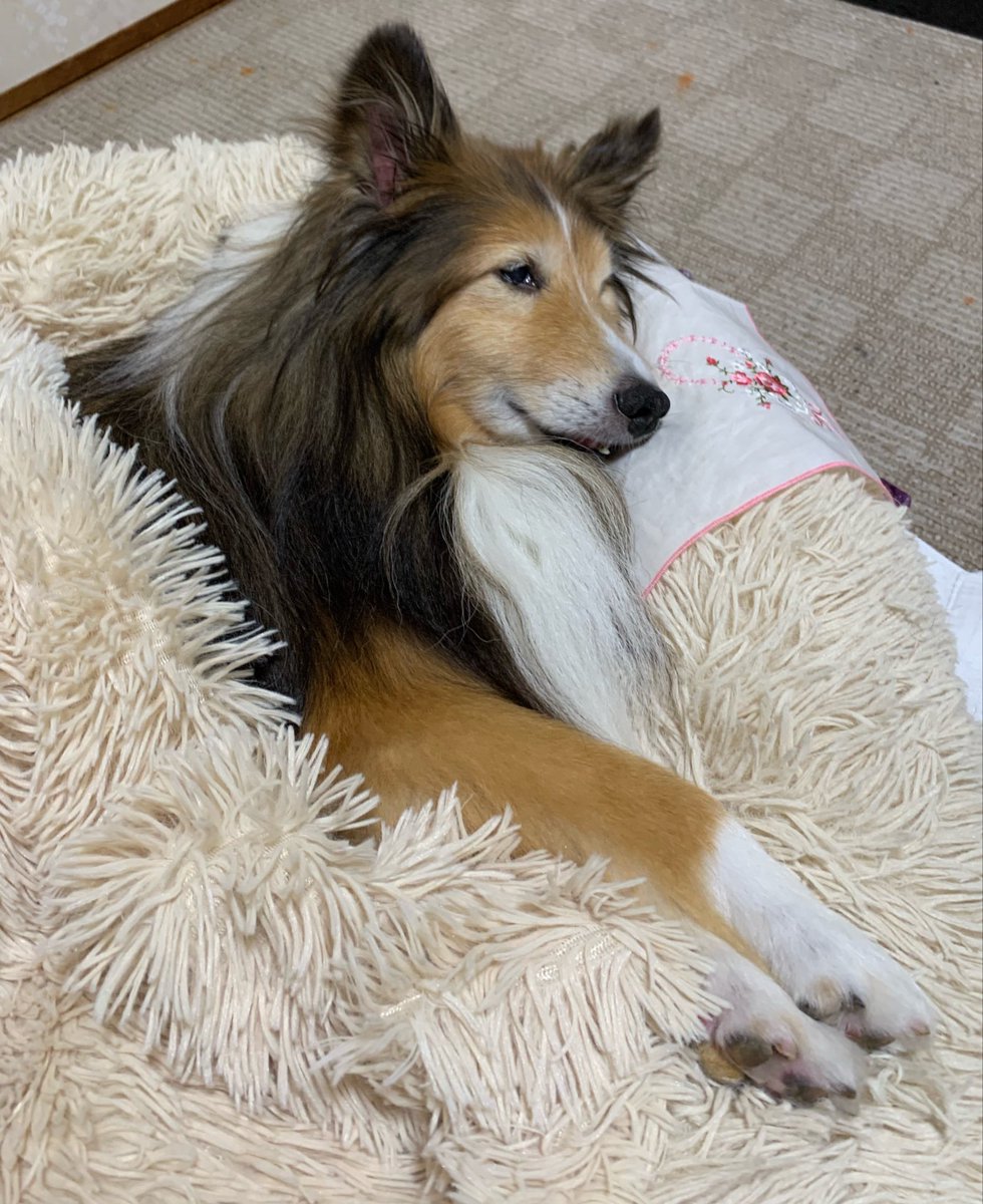 坂上シュウ Syu Sakagami 絵仕事募集中 tweet media